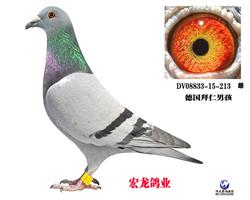 ¹кǹ֣
