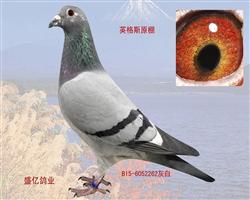 Ъ161*178ֱŮ277