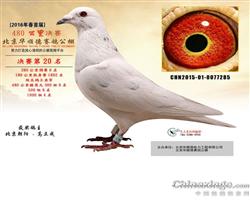 ѩ   ˳´˫ظǾ