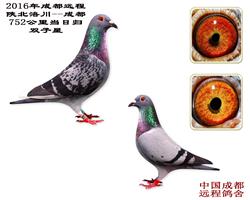 752崨չ顰ü