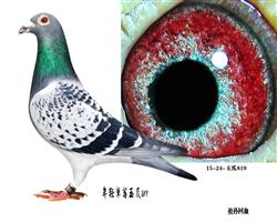 ÷צ819