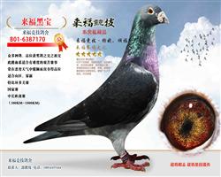 ˹.ڱ