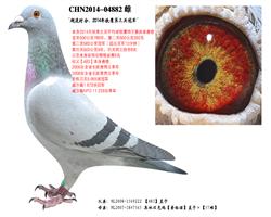 ʱ֡ӥعھۺϸ6
