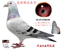 ʯֱӡ