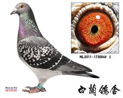 湫