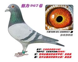 967