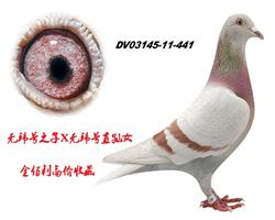 ޻ֱ--ŷֱ֮Ů