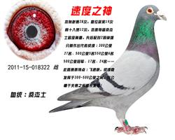 ɣʿٶ֮
