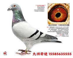 ţ305<>
