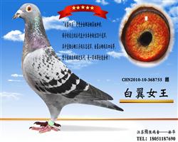 ������Ů���� ������ĸ