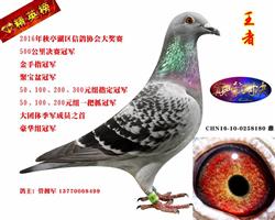 2016�γ���ͤ�����׸��رȻ��ܹھ�