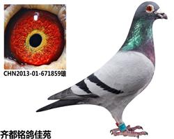 治ܡƷ