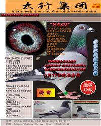 X罿ޡۡ