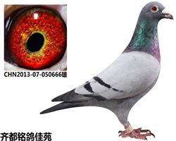 ֱӡƷ
