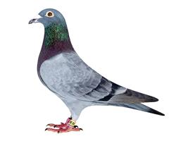 ǿաVIP899
