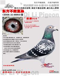 CHN08-16-000910