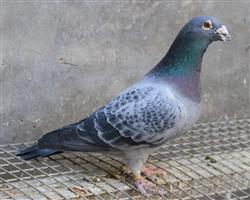 ĽžУ