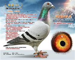 14245ȫھֱŮ