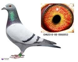 953
