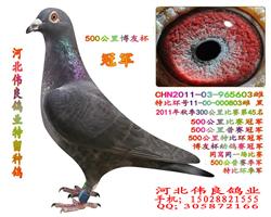 ɣʿرȻھ