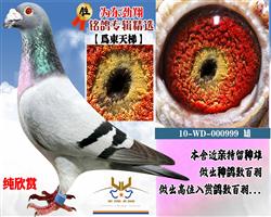 Ϊݡ