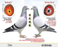 �ٰ�������ƽ����