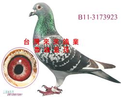 ֱO