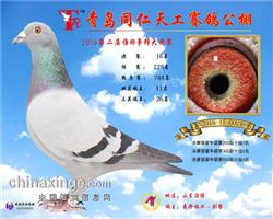 ൺͬ칤16