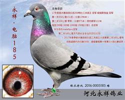 顤185