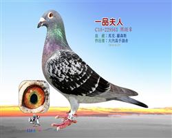 һƷ