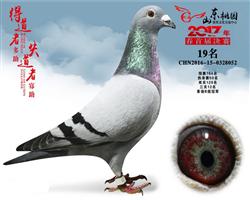 19ָھƷ