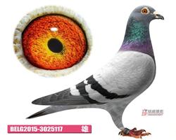 BELG2015-3025117