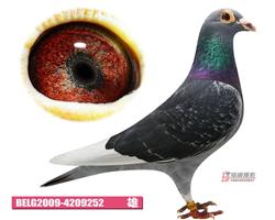 BELG09-4209252