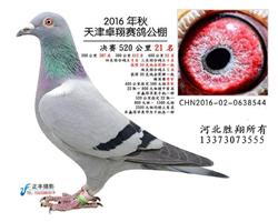 ׿蹫52021