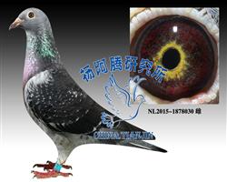 ���--��������