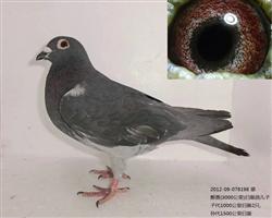 ϹѪ3000鳲Ӵ 