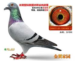 17걱˱׹500ھ
