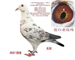 ޻ϻĸ