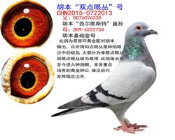 ������˫���۴ԡ��š���