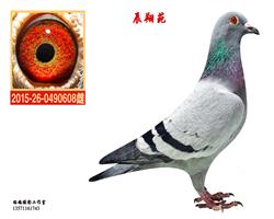 ض14ȫ608