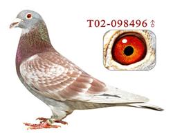 ��Ը���ֱ��496�������һ���ۡ�