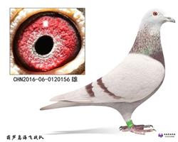 侫Ʒָ