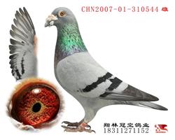˫ضܻѪھ
