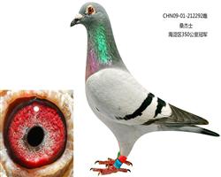 ˫ 292