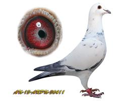 ӰѪ411