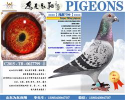 �� ǳ��7799 ��