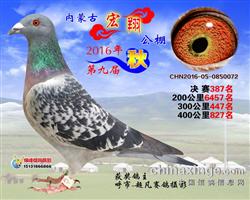 ͷ빫387
