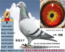 ����̫��