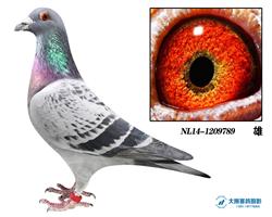 .š.סѪ'