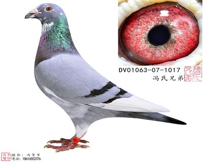ɶ